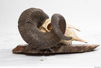 mouflon skull antlers 0016